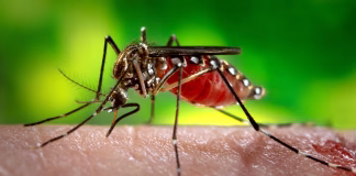 Breakthrough Malaria Vaccine Shows Promising Results in Clinical Trial