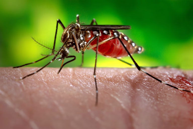 Breakthrough Malaria Vaccine Shows Promising Results in Clinical Trial