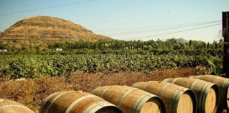 VINES OF INDIA: FROM ANCIENT ROOTS TO A MODERN INDUSTRY