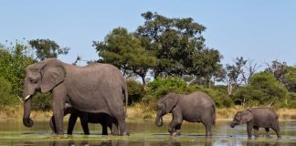 Climate Crisis Linked to Elephant Die-Off in Botswana