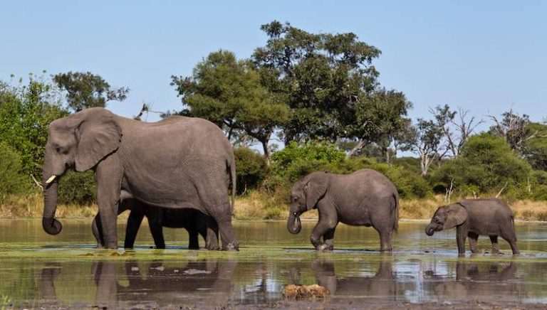 Climate Crisis Linked to Elephant Die-Off in Botswana