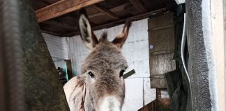 Russian Army Deploys Donkeys and Horses for Logistics Amid Transport Shortages Russian Army Deploys Donkeys and Horses for Logistics Amid Transport Shortages