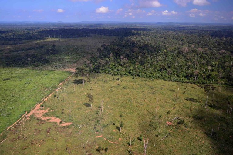 Anti-Deforestation