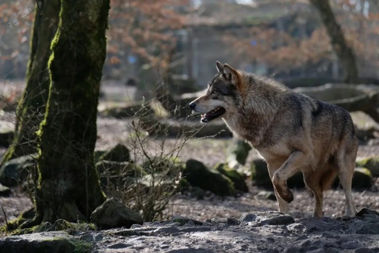 Wolf