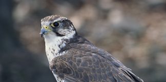 Wings of Hope: Endangered Saker Falcons Take Flight Again in Kazakhstan Saker Falcons