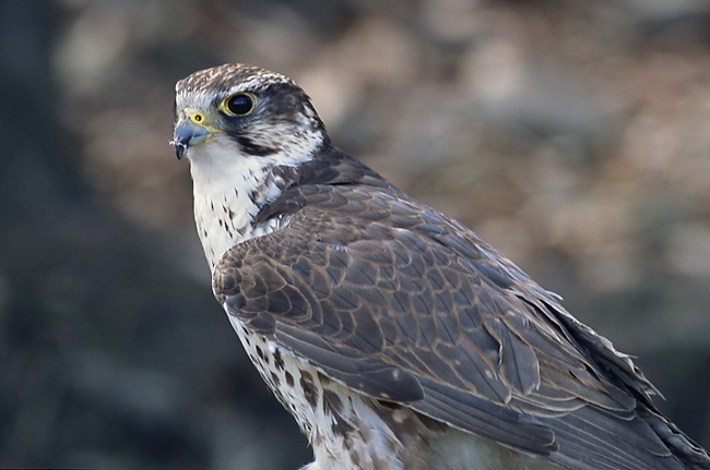 Saker Falcons