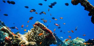 Beyond Climate Change: Europe’s Ecosystems Face a Reckoning Ecosystems