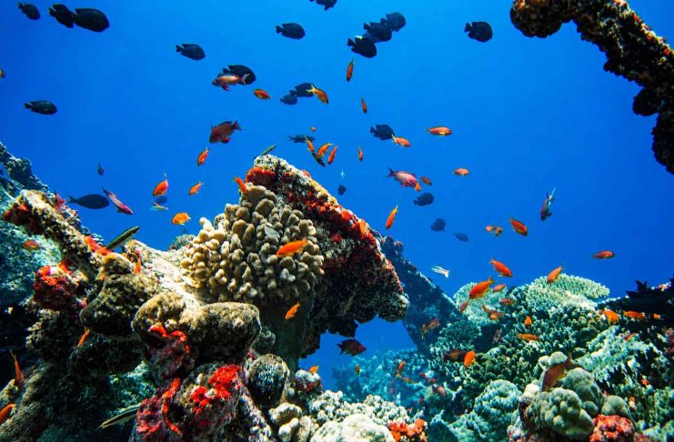Beyond Climate Change: Europe’s Ecosystems Face a Reckoning Ecosystems